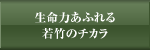 生命力あふれる若竹のチカラ